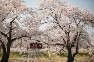 강릉 경포벚꽃축제