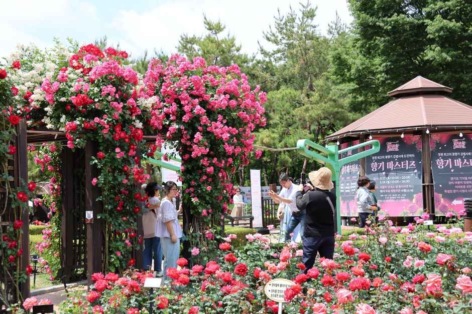 2026 장미꽃 필(Feel) 무렵 (8).JPG