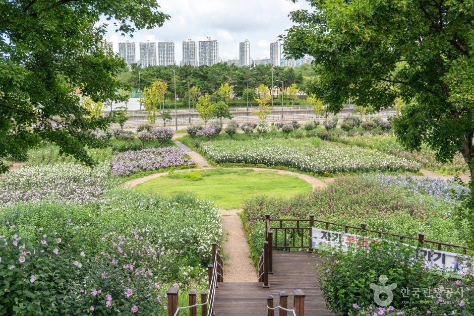 경기_안산시_안산호수공원 무궁화동산 (4).jpg