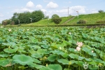 조천연꽃공원 (12)