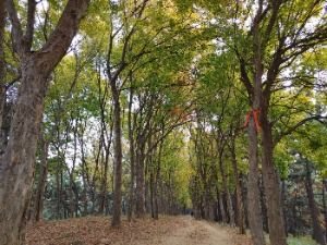 [시흥 늠내길 5코스] 정왕둘레길