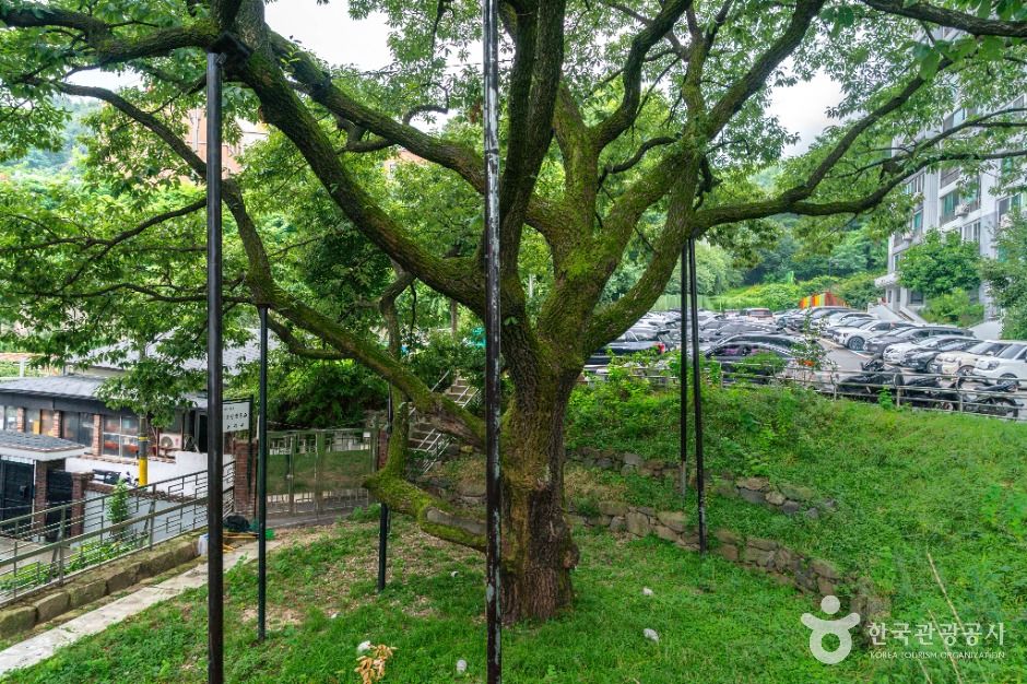 Seoul Sillim-dong Cork Oak