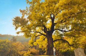 칠곡 말하는 은행나무