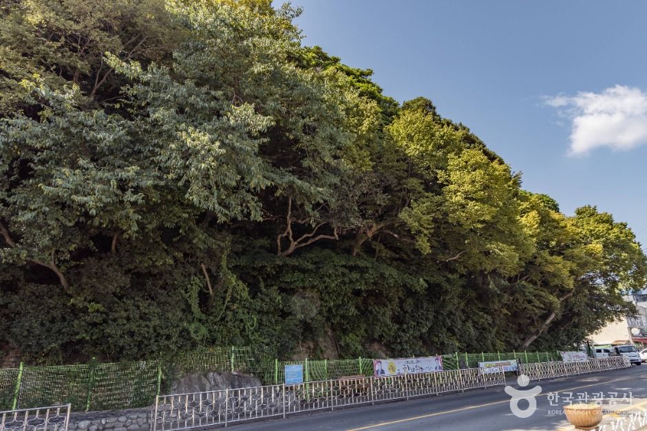 Evergreen Forest of Mijo-ri, Namhae