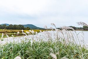 덕삼지 사진 2