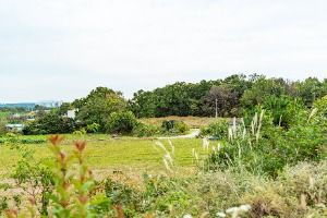 단호박올리고마을