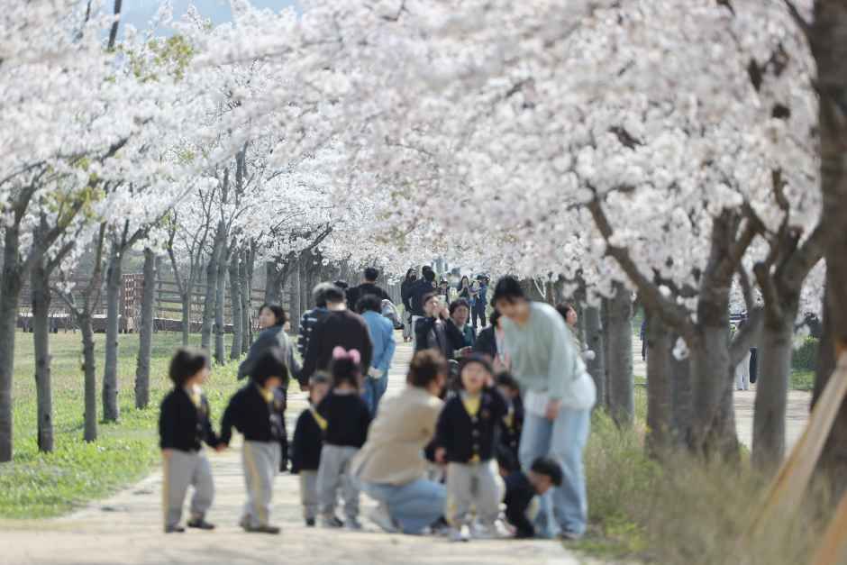 2026 강릉 경포벚꽃축제 (5).jpg