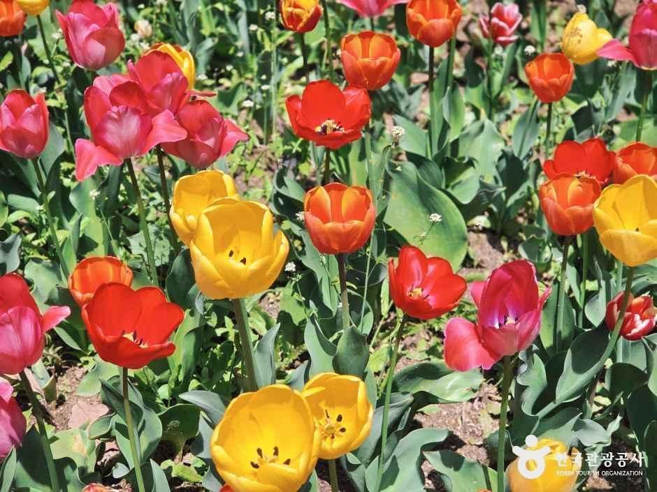 강릉 솔향수목원