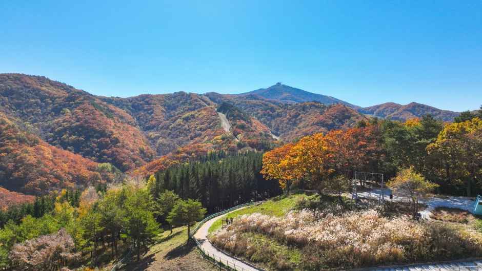 평창_애니포레 (10).jpg