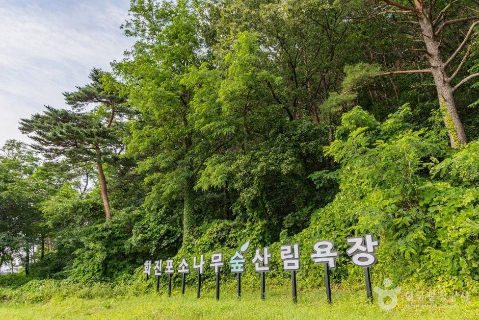 화진포소나무숲산림욕장