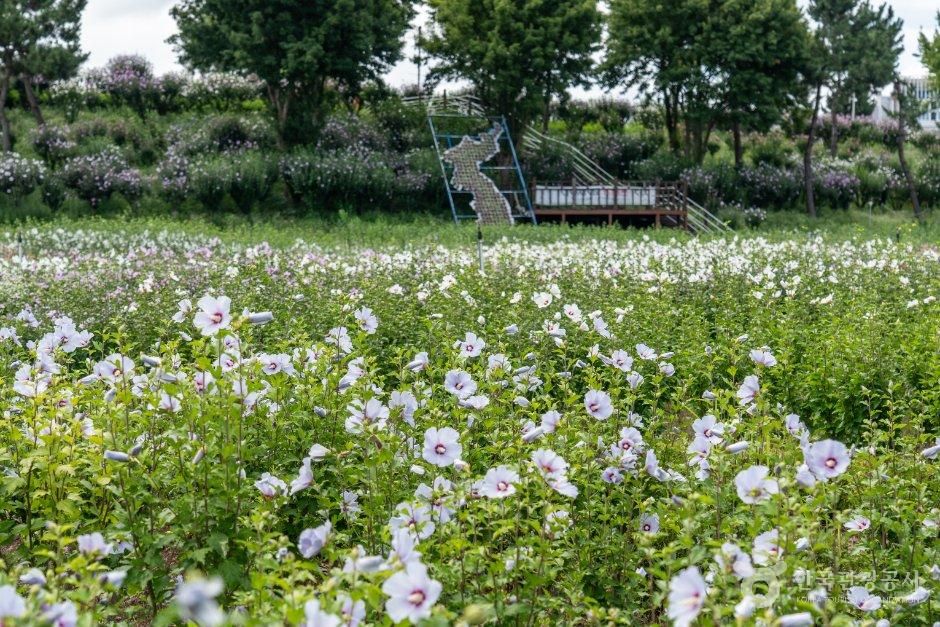 안산호수공원 무궁화동산
