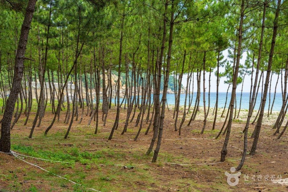 강원_삼척시_용화해수욕장 야영장 (3).jpg