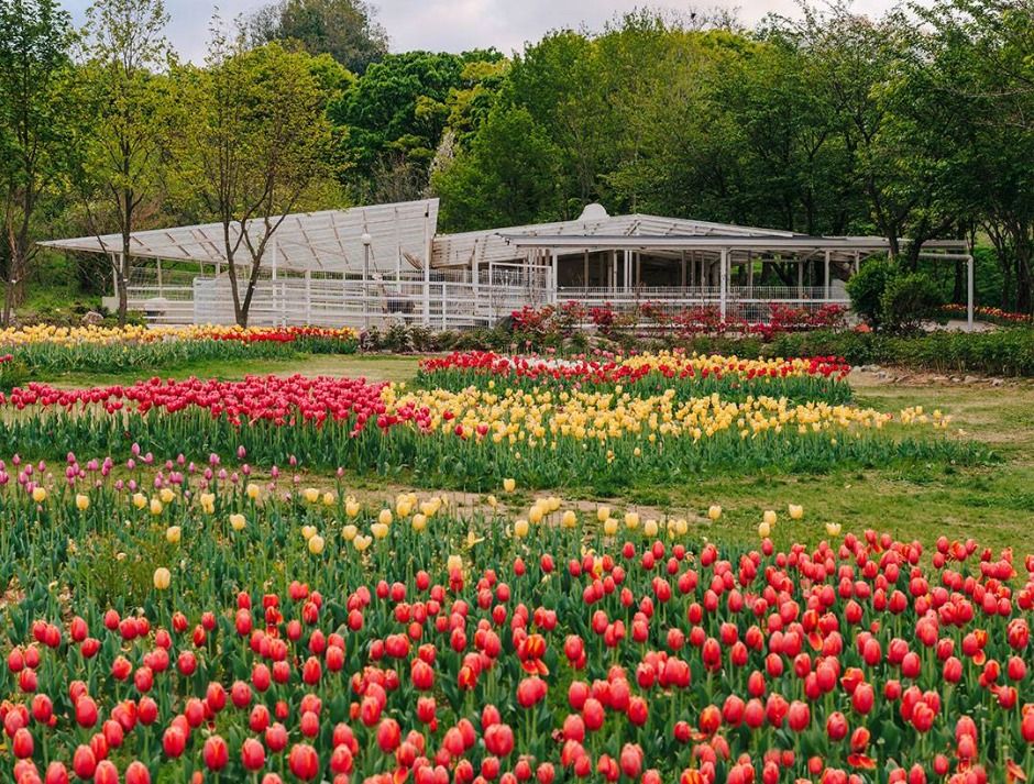 Pinnacle Land树木园