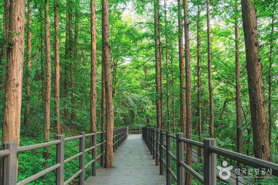 Seodaemun Ansan (Ansan Foothill Trail)