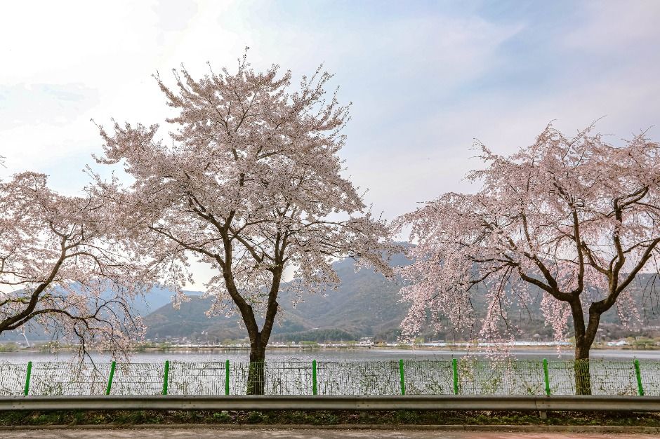 北漢江路桜並木