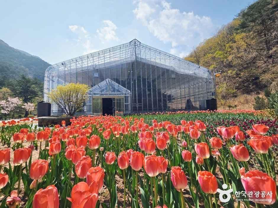 강릉 솔향수목원