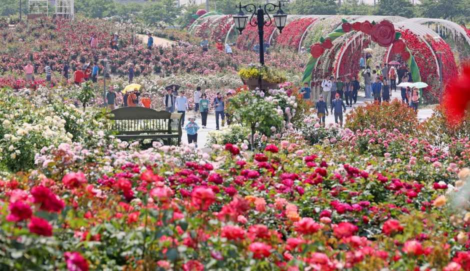 2026 임실N장미축제 5