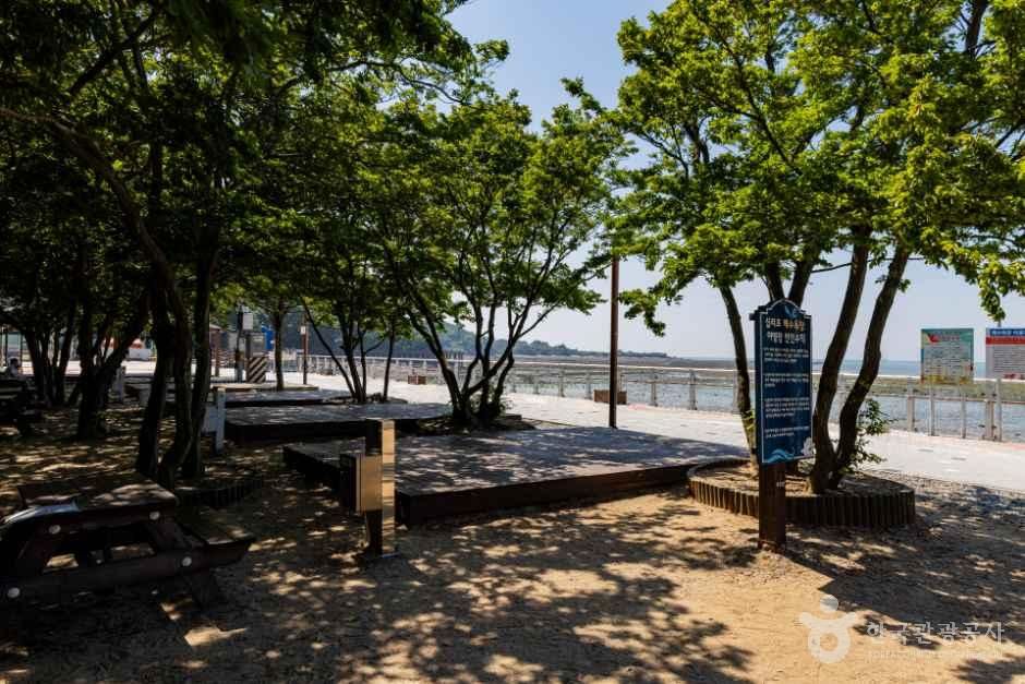 십리포해수욕장야영장 사진 4