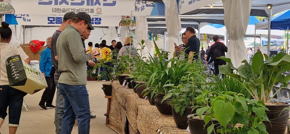 Hongcheon Wild Greens Festival