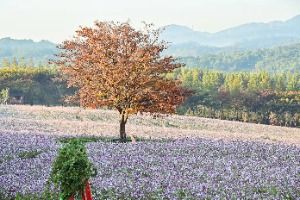 아그로랜드 태신목장