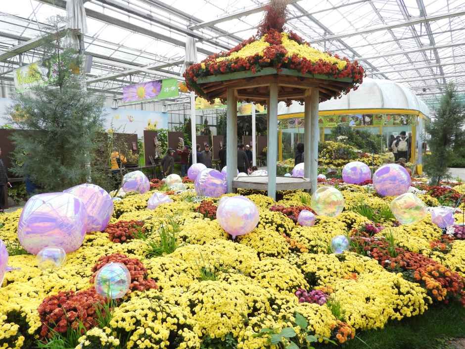 Koreanisches Chrysanthemenfestival (대한민국 국향대전)