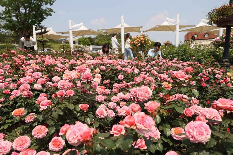 임실N장미축제