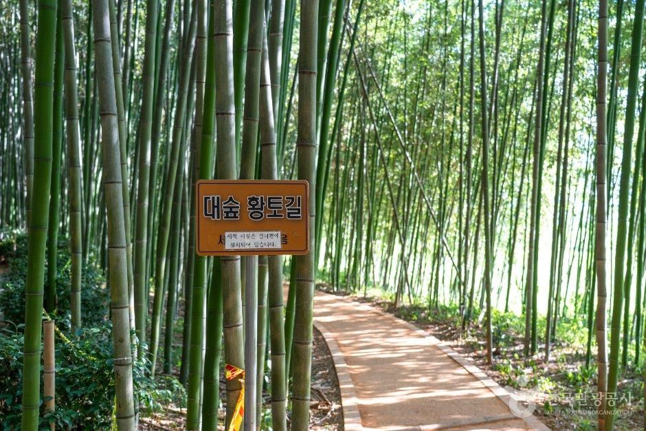 섬진강 대나무숲길