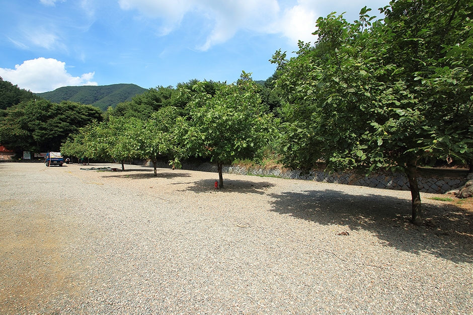 核桃树露营地
