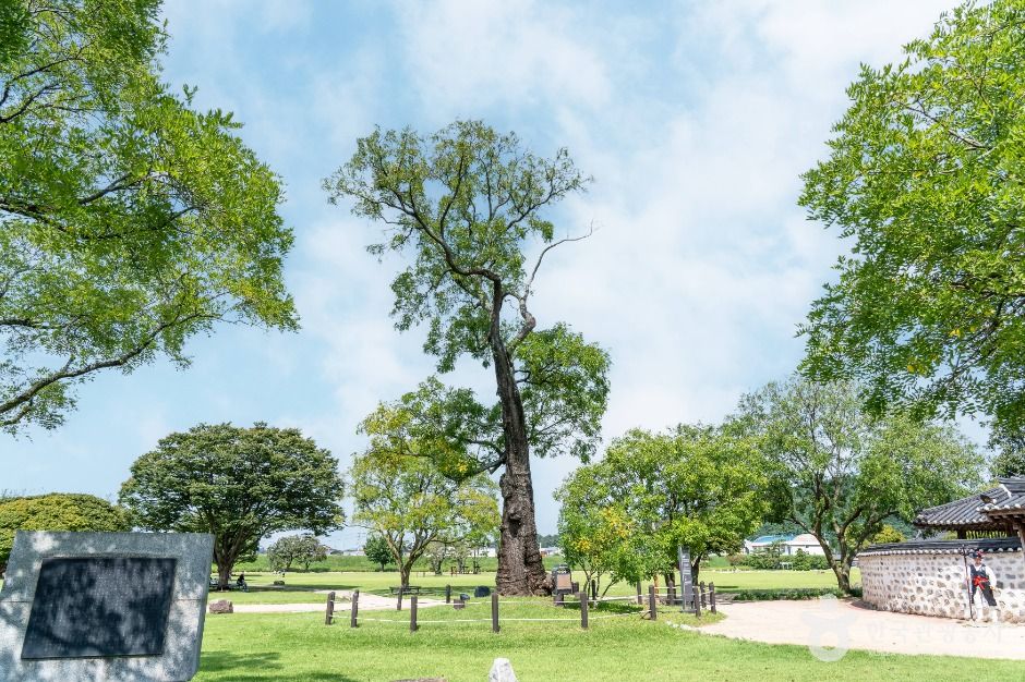 瑞山海美邑城槐树