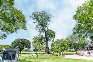 서산 해미읍성 회화나무