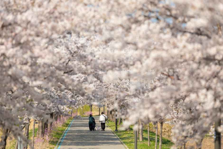 2026 강릉 경포벚꽃축제 (3).jpg