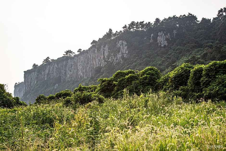 박수기정