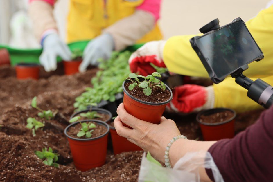 Hongcheon Wild Greens Festival