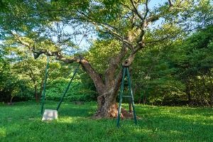 포항 마북리 느티나무