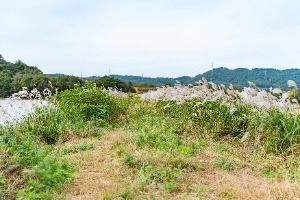 덕삼지 사진 5