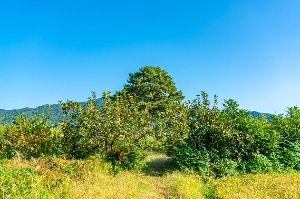 경남 하동 악양면 [슬로시티] 사진 6