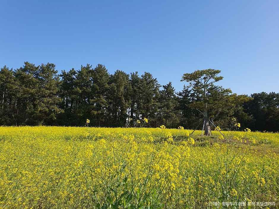 제주 항파두리 항몽 유적