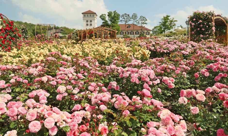 2026 임실N장미축제 3