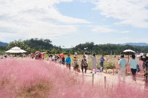 양주 천일홍 가을 페스타 공식 안내 이미지 2