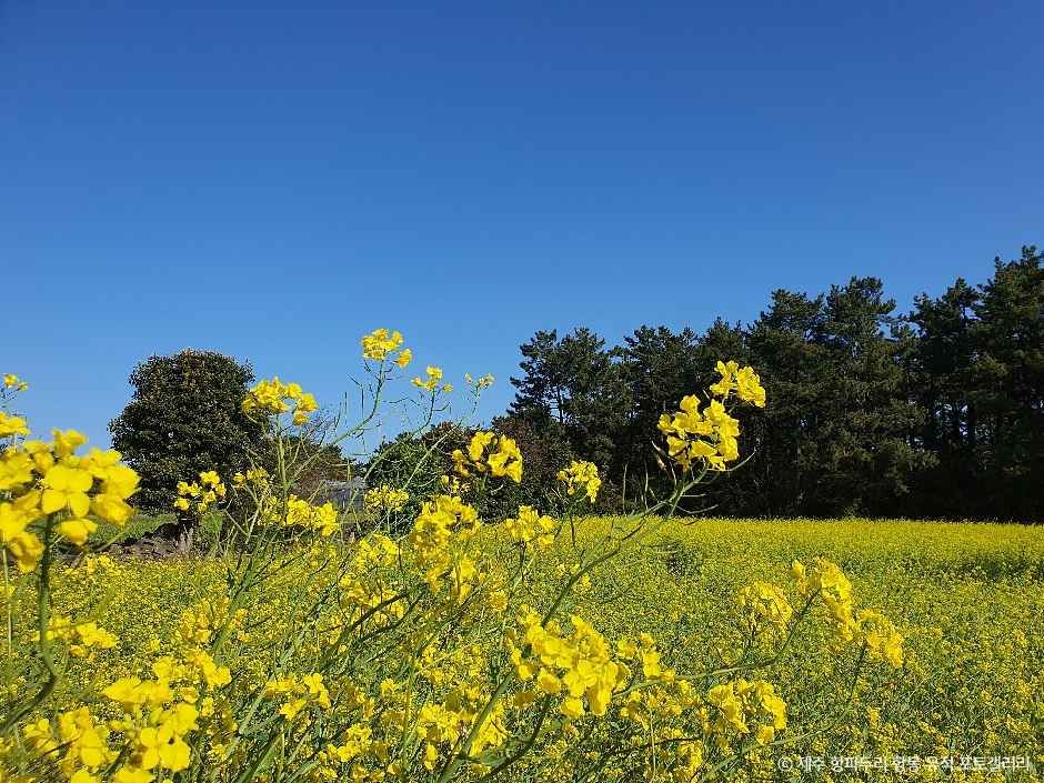 제주 항파두리 항몽 유적