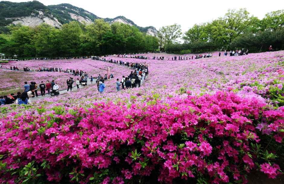 ソウル仏岩山 ツツジ祭り