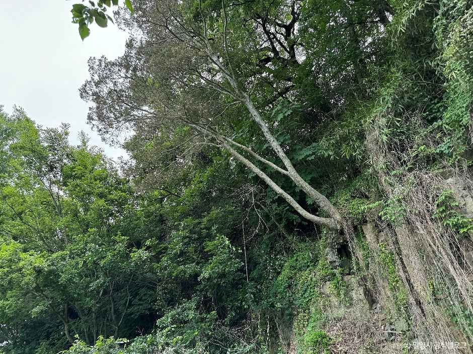 [밀양아리랑길 3코스] 금시당길