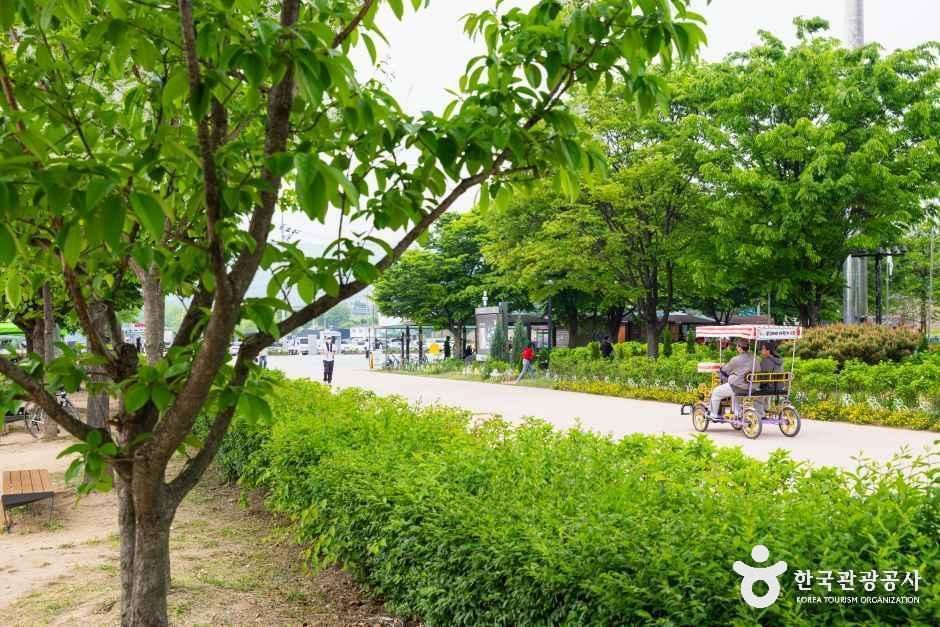 구리한강시민공원(코스모스공원)