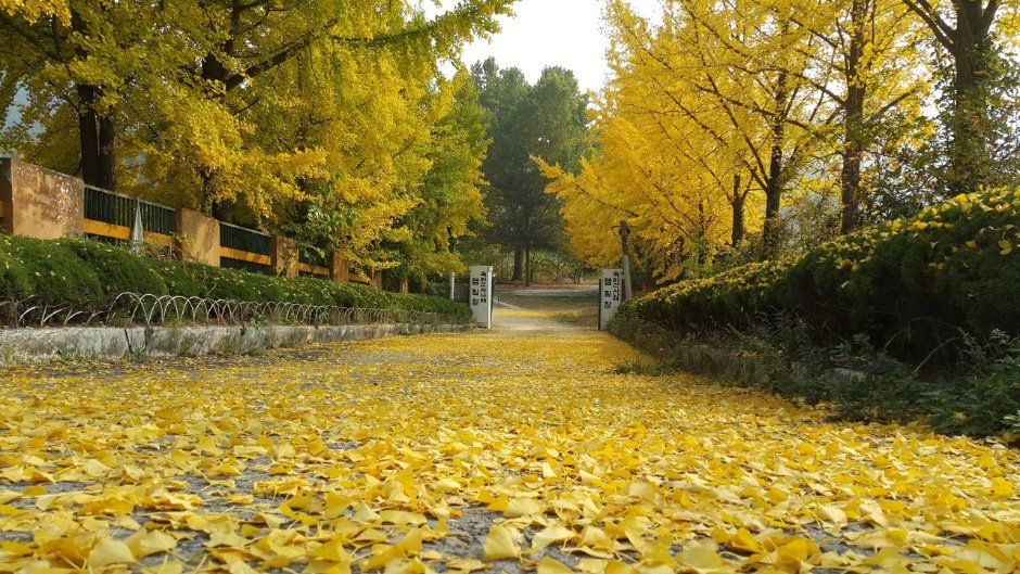 보은_속리산사나래캠핑장 (5).jpg