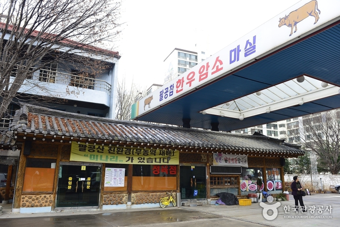 八公真韩牛母牛漫步