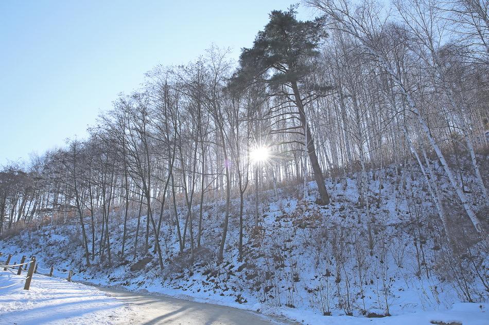森の向こうから陽射しが差し込む院垈里白樺の森