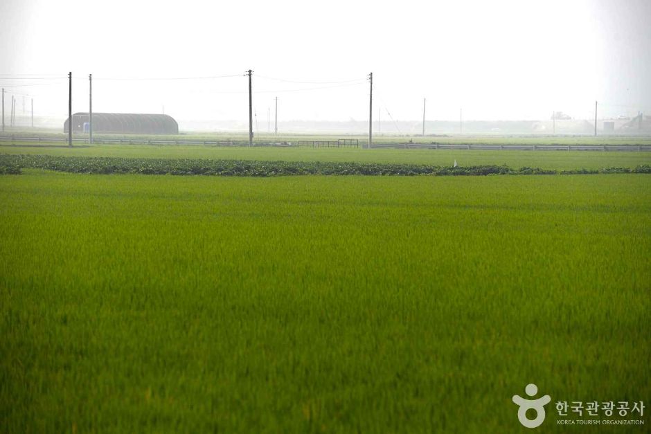 金堤平野