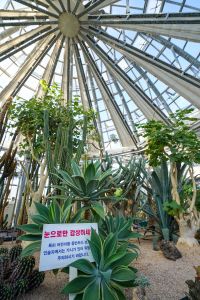 선인장다육식물연구소(구 선인장연구소) 사진 2