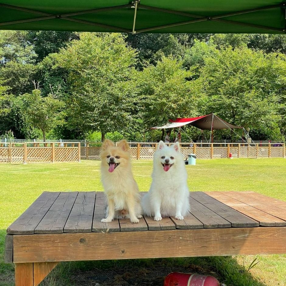 ピープル＆ドッグ・ケヤキキャンプ場