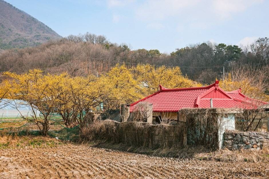 양평 산수유마을 여행 추천 - 로드트립